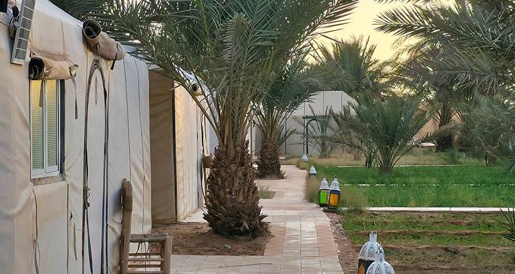 Weg gesäumt von Palmen, der zu Zelten in einem Wüstenlager führt.