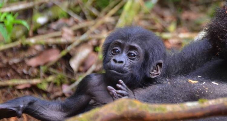 10 Days Uganda's Gorillas Encounter, Wildlife & Kigali City Tour ( Private tour) - Mukisa Safaris Uganda 10