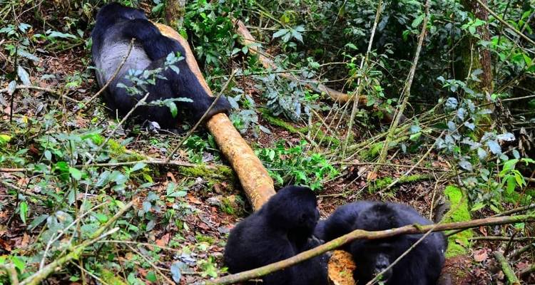 10 Days Uganda's Gorillas Encounter, Wildlife & Kigali City Tour ( Private tour) - Mukisa Safaris Uganda 8