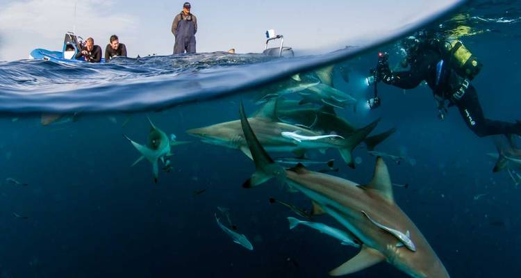 L'aventure du Cap à Johannesburg en passant par la Wild Coast - Amatungulu Tour 6