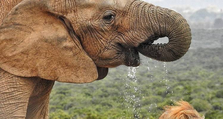 L'aventure du Cap à Johannesburg en passant par la Wild Coast - Amatungulu Tour 9