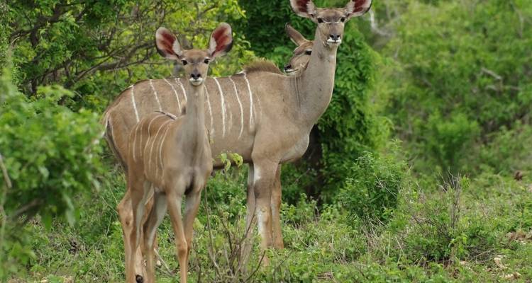 Koedoe antilopen staand tussen weelderig groen.