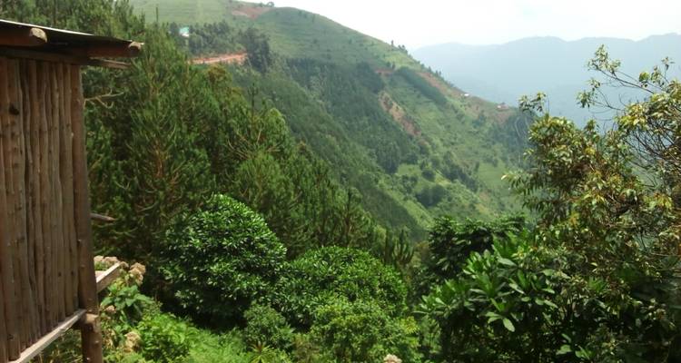 5 días de Rastreo de gorilas y Chimpancés - Kenlink Tours And Travel 1