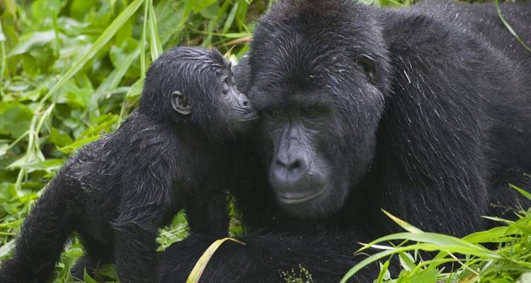 5 días de Rastreo de gorilas y Chimpancés - Kenlink Tours And Travel 3