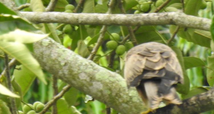 5 días de Rastreo de gorilas y Chimpancés - Kenlink Tours And Travel 8