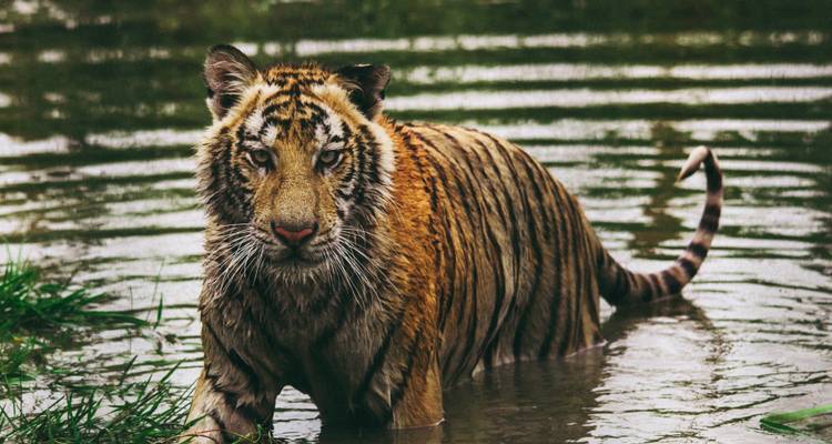 Un tigre parado en un cuerpo de agua mirando intensamente.