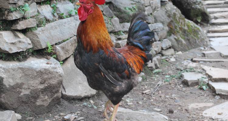 Coq coloré debout sur un sentier de pierre.
