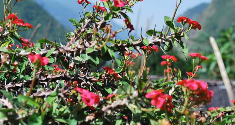 Fleurs rouges épineuses avec des montagnes en arrière-plan.