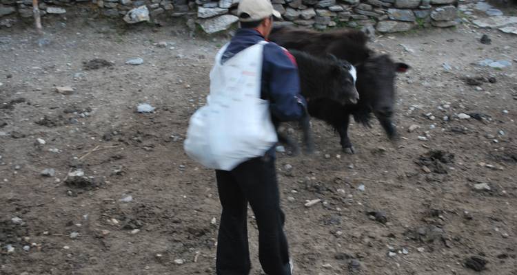 Image floue d'une personne avec un yak.