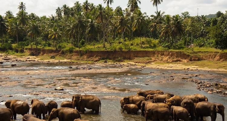 Safari au Sri Lanka - 6 jours - Stelaran Holidays (Pvt) Ltd 2