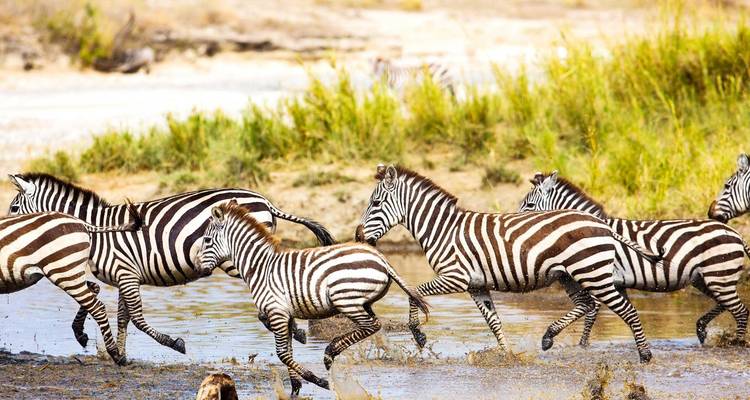Safari en pareja por Tanzania - Katikati Tours and Safaris 8