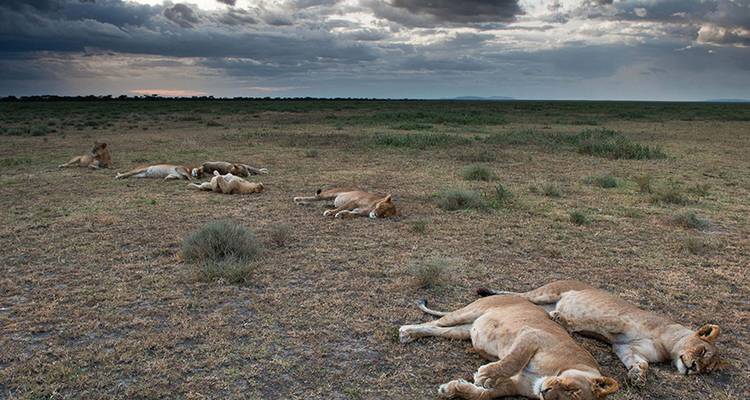 Safari en pareja por Tanzania - Katikati Tours and Safaris 6