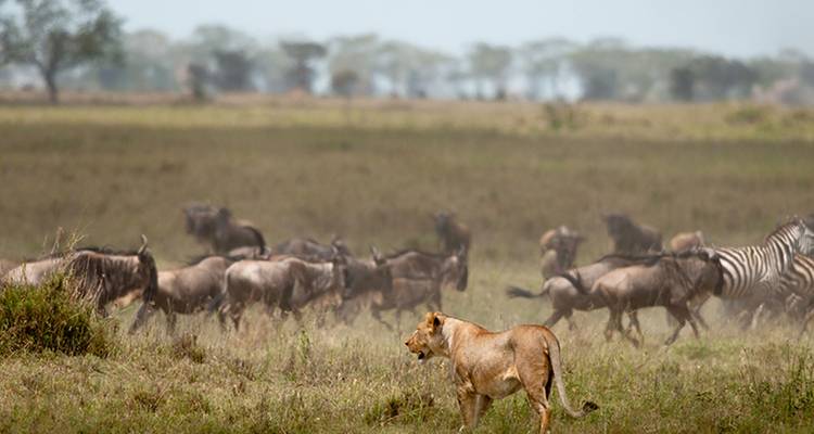 Safari en pareja por Tanzania - Katikati Tours and Safaris 4