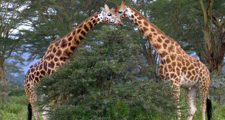 Safari en pareja por Tanzania - Katikati Tours and Safaris 1