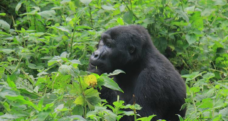 16 días de safari intenso y aventurero por las mágicas Uganda y Ruanda - circuito privado - Mukisa Safaris Uganda 2
