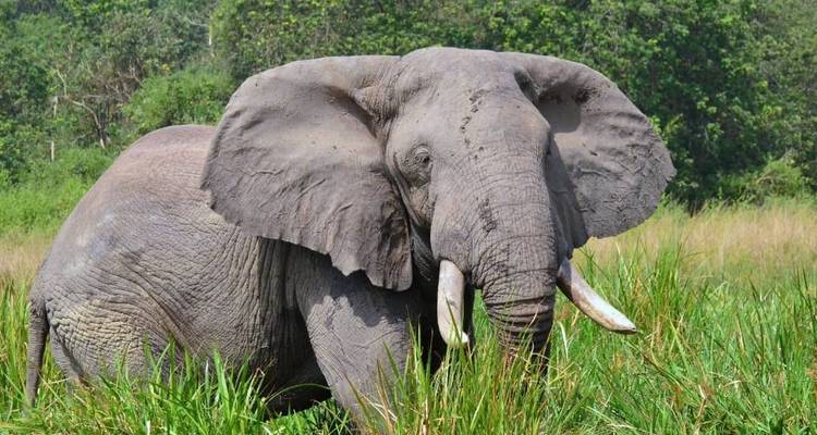 16 días de safari intenso y aventurero por las mágicas Uganda y Ruanda - circuito privado - Mukisa Safaris Uganda 7