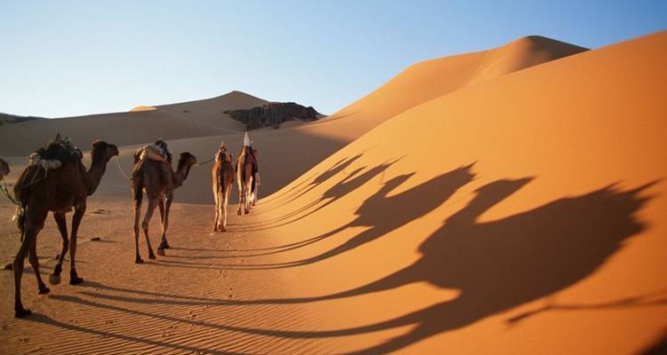 Kamelen die over woestijnduinen lopen en lange schaduwen werpen.