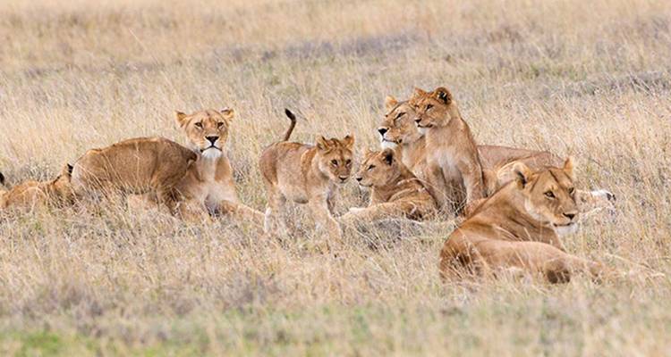 4 Days Tanzania Private Camping Safari - Exodus African Safari 2