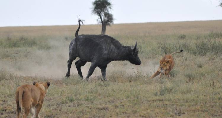 4 Days Tanzania Private Camping Safari - Exodus African Safari 3