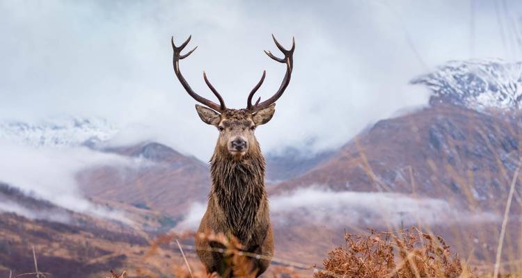 Majestätischer Hirsch vor einer bergigen Landschaft.