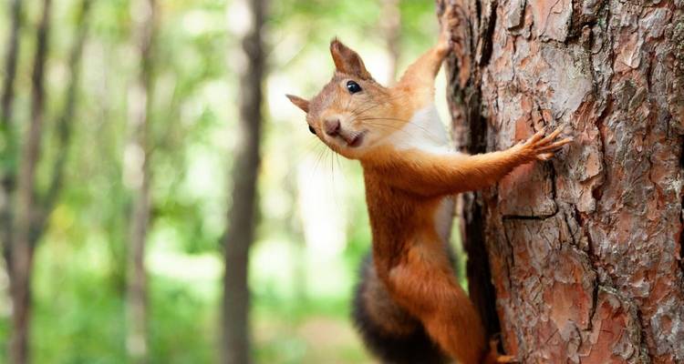 Eichhörnchen klettert auf einen Baum in einer Waldumgebung.