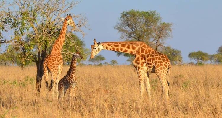 7 Days Exploration of Kidepo Valley and Murchison Falls National Park - Mukisa Safaris Uganda 8
