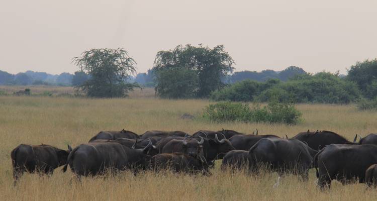 Troupeau de buffles broutant dans la savane.