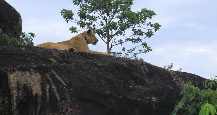 7 Days Exploration of Kidepo Valley and Murchison Falls National Park - Mukisa Safaris Uganda 7