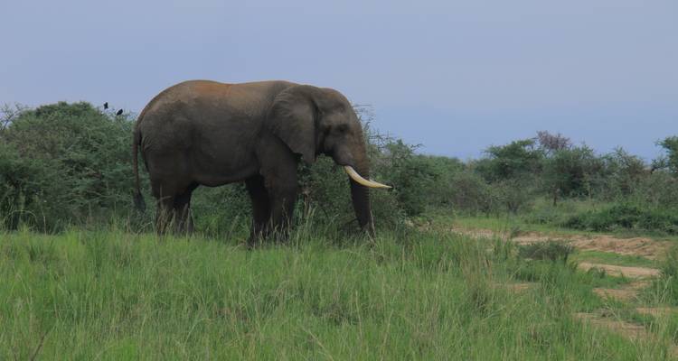 7 Days Exploration of Kidepo Valley and Murchison Falls National Park - Mukisa Safaris Uganda 9