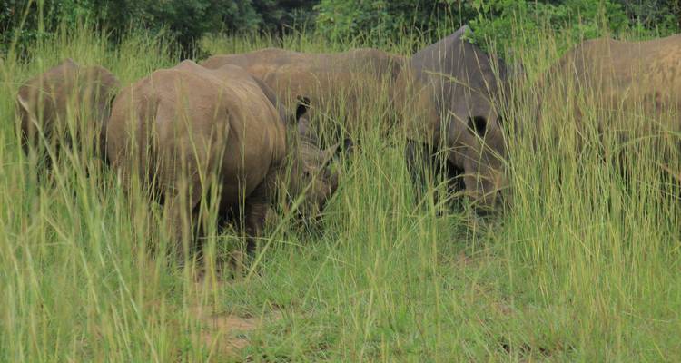 Safari en Ouganda - Circuit privé - 8 jours - Mukisa Safaris Uganda 2