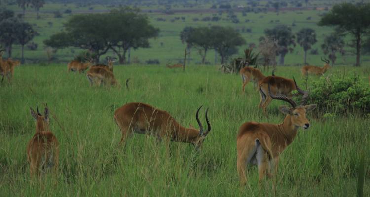 Safari en Ouganda - Circuit privé - 8 jours - Mukisa Safaris Uganda 4