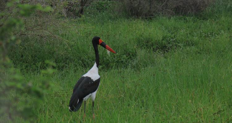Safari en Ouganda - Circuit privé - 8 jours - Mukisa Safaris Uganda 6