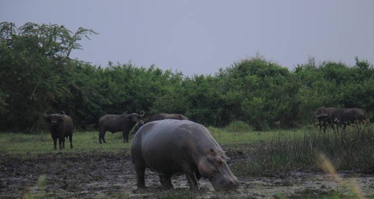 Safari en Ouganda - Circuit privé - 8 jours - Mukisa Safaris Uganda 8