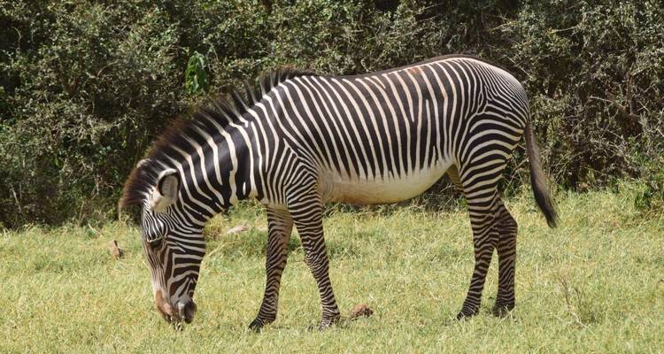 4 jours de rafting en eaux vives au Kenya avec Aberdare Ranges Trekking - CKC Tours & Travel 2