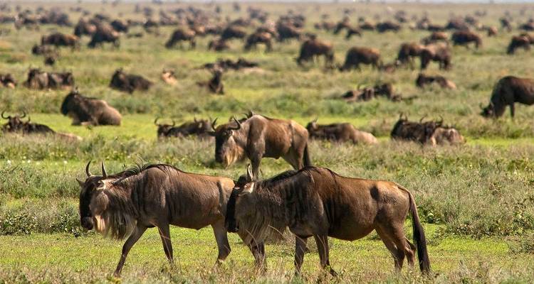 5 Days Tanzania Private Camping Safari - Exodus African Safari 7