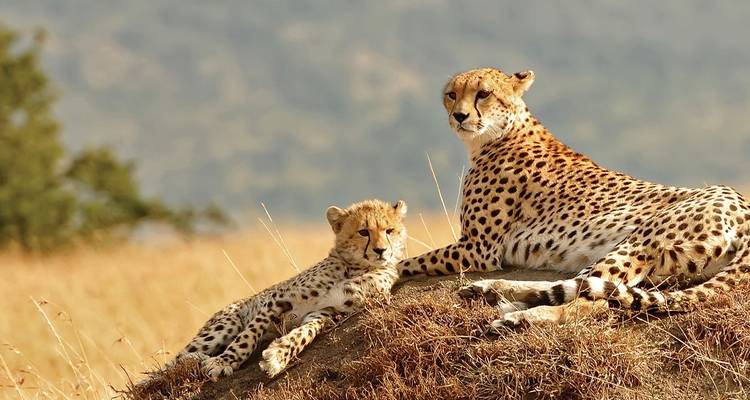 5 Days Tanzania Private Camping Safari - Exodus African Safari 8