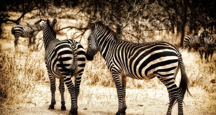 5 Days Tanzania Private Camping Safari - Exodus African Safari 9