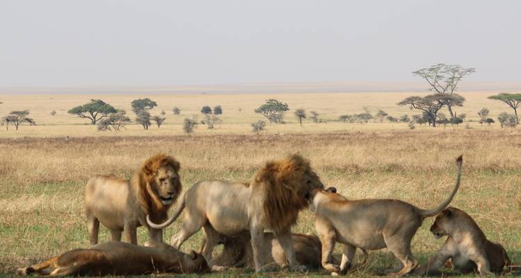 6 jours - Aventure safari en Tanzanie (Highlights of Tanzania Safari Adventure) - Exodus African Safari 6