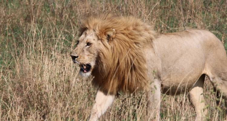 6 jours - Aventure safari en Tanzanie (Highlights of Tanzania Safari Adventure) - Exodus African Safari 4