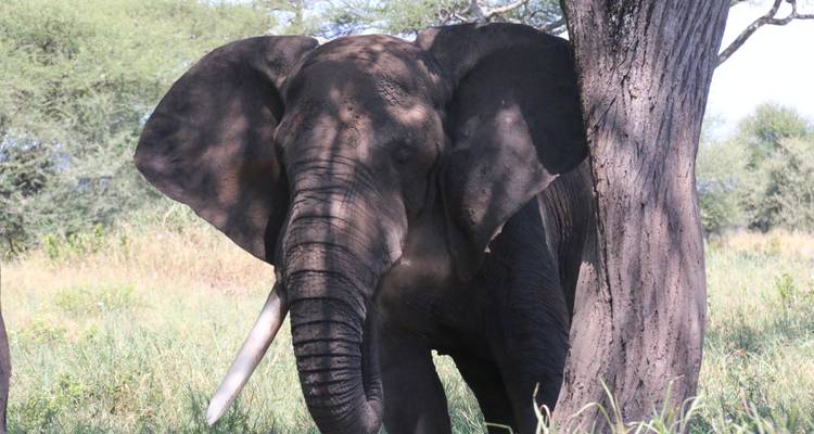 6 jours - Aventure safari en Tanzanie (Highlights of Tanzania Safari Adventure) - Exodus African Safari 8