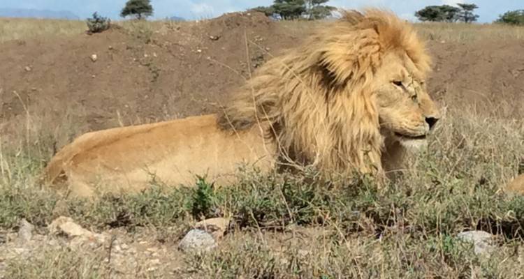 6 jours - Aventure safari en Tanzanie (Highlights of Tanzania Safari Adventure) - Exodus African Safari 2