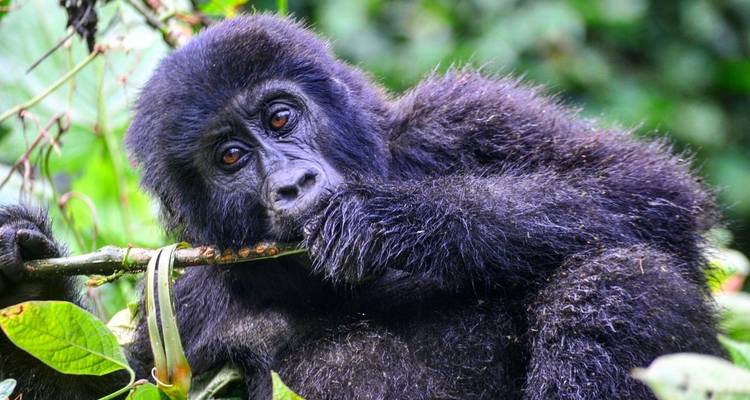 Safari de 10 días por Uganda con Gorilas, Primates y los 5 Grandes y Grandes Felinos - Devine African Safaris Ltd 4
