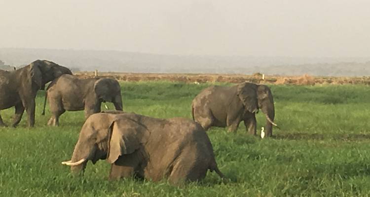 Safari de 10 días por Uganda con Gorilas, Primates y los 5 Grandes y Grandes Felinos - Devine African Safaris Ltd 2