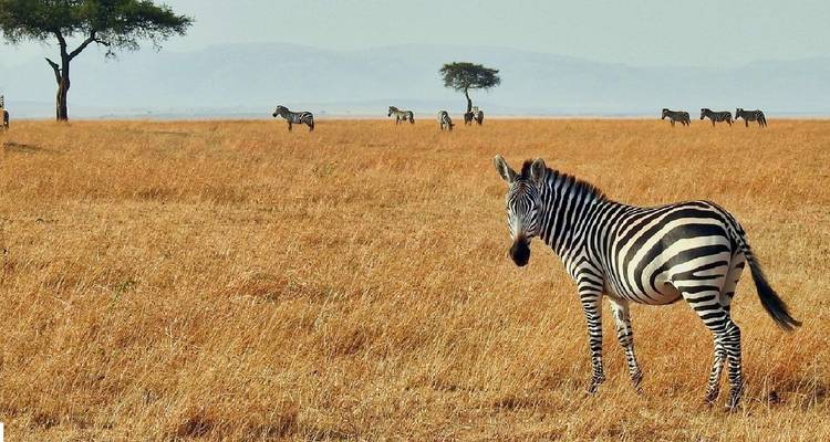 4 jours Kenya Masai Mara et Lac Nakuru Lodge moyen de gamme rejoignant le safari 2025 - CKC Tours & Travel 2