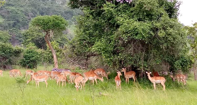 Explore Uganda Gorillas, Lake Bunyonyi + Tree-Climbing Lions (Exclusively Private) - Devine African Safaris Ltd 3