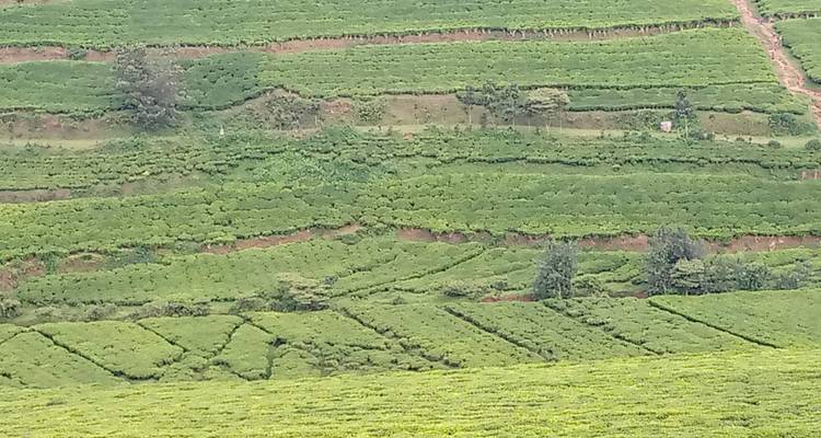 Explore Uganda Gorillas, Lake Bunyonyi + Tree-Climbing Lions (Exclusively Private) - Devine African Safaris Ltd 4