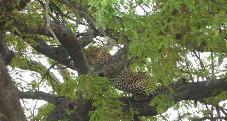 Luipaard rustend op een boomtak.