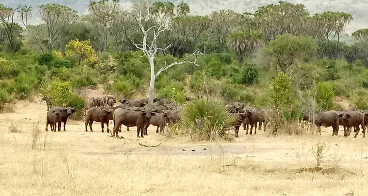 3 Days Nyerere NP (formerly Selous Game Reserve) Mid-Range Accommodation. - African Pangolin Safaris 4