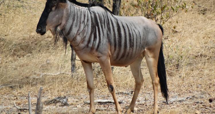 3 Days Nyerere NP (formerly Selous Game Reserve) Mid-Range Accommodation. - African Pangolin Safaris 9