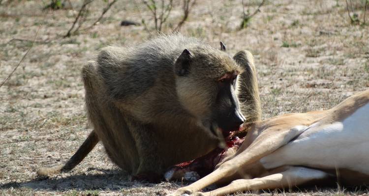 3 Days Nyerere NP (formerly Selous Game Reserve) Mid-Range Accommodation. - African Pangolin Safaris 3